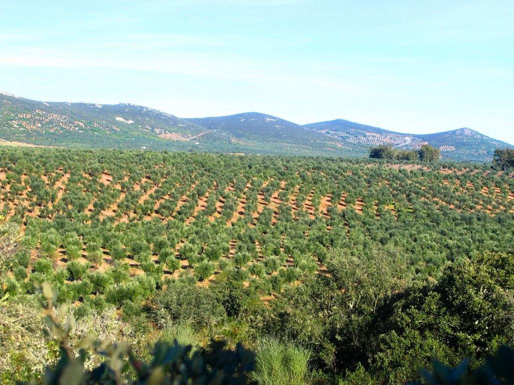 Zones de chasse au grives